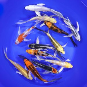 Hikari (Metallic) Butterfly Koi Mix 6-7"