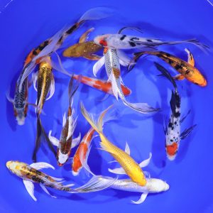 Premium Select Butterfly Koi 6-7"