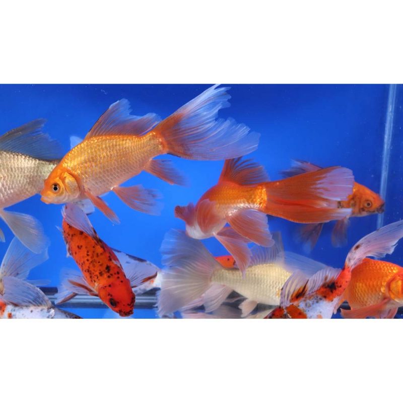 Mixed Bristol Fin Goldfish 6-7" - Image 7