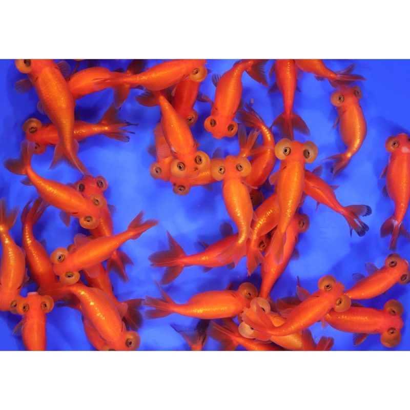 Red Bubble Eye Goldfish SM - Image 2