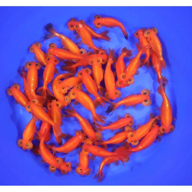 Red Bubble Eye Goldfish SM - Image 3