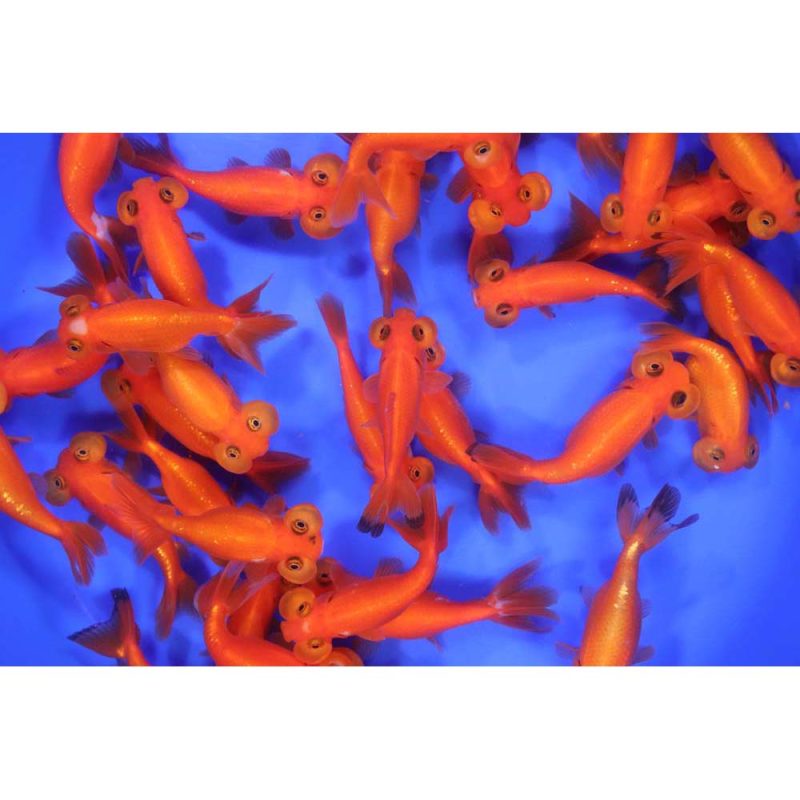 Red Bubble Eye Goldfish SM - Image 4