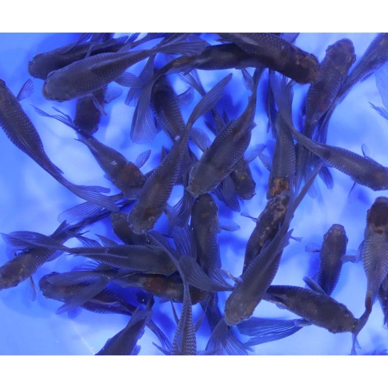 Blue & Bronze Comet Goldfish 3-4" - Image 2