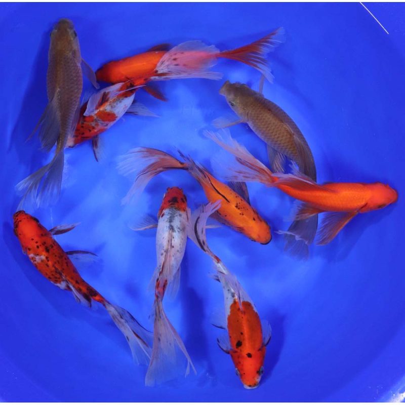 Mixed Bristol Fin Goldfish 6-7" - Image 8