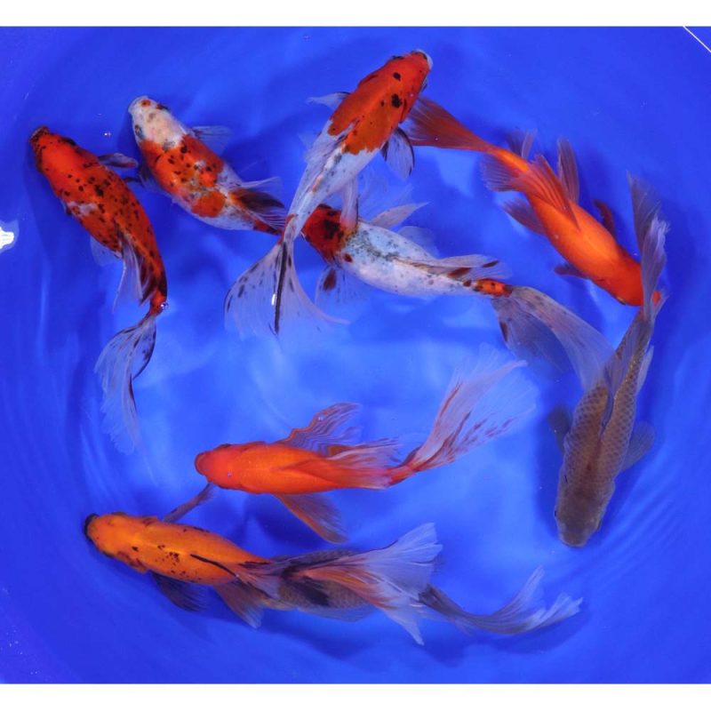 Mixed Bristol Fin Goldfish 6-7" - Image 9