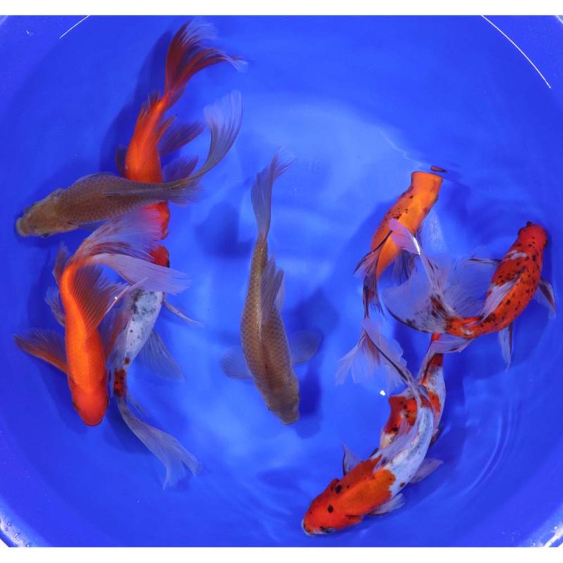 Mixed Bristol Fin Goldfish 6-7" - Image 10
