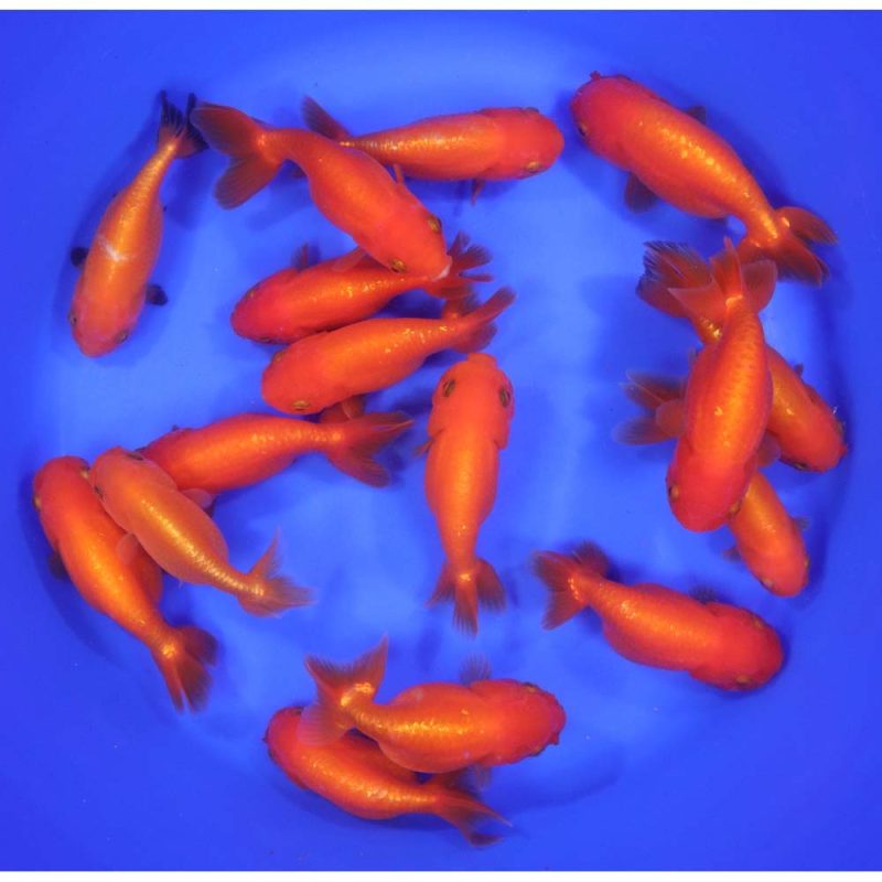 Red Ranchu Goldfish XL - Image 9