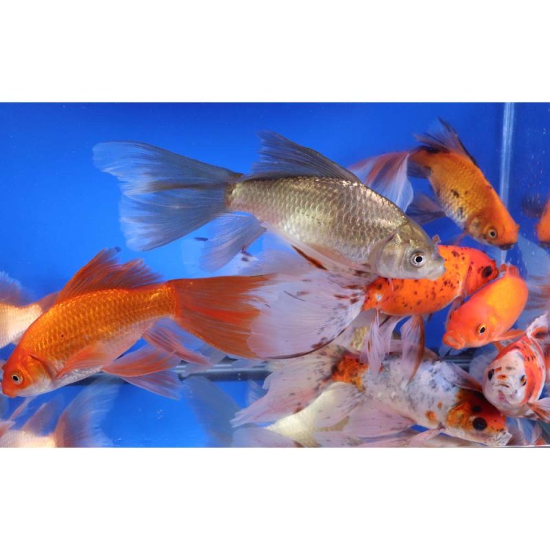 Mixed Bristol Fin Goldfish 6-7" - Image 3