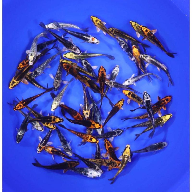 Skeleton Koi Mix 3-4" - Image 3