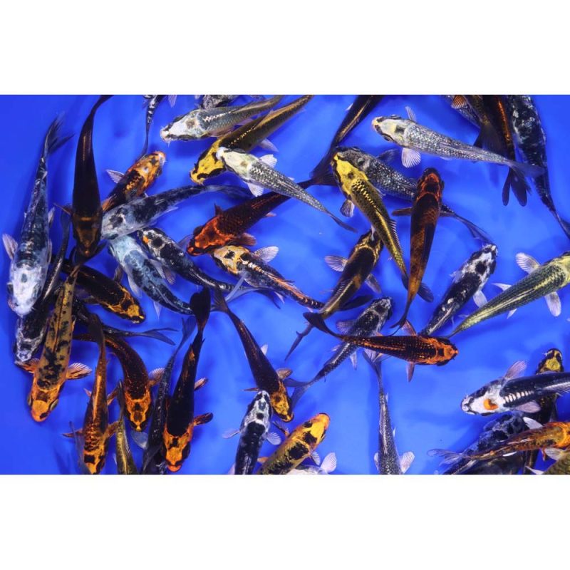 Skeleton Koi Mix 3-4" - Image 4