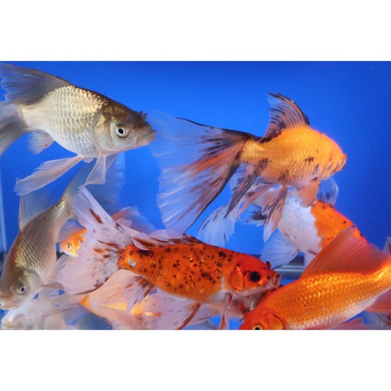 Mixed Bristol Fin Goldfish 6-7" - Image 4