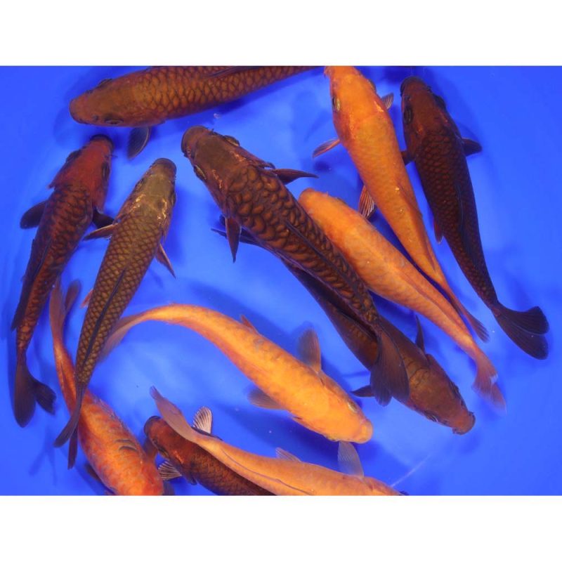 Chagoi Koi Mix 6-7" - Image 4