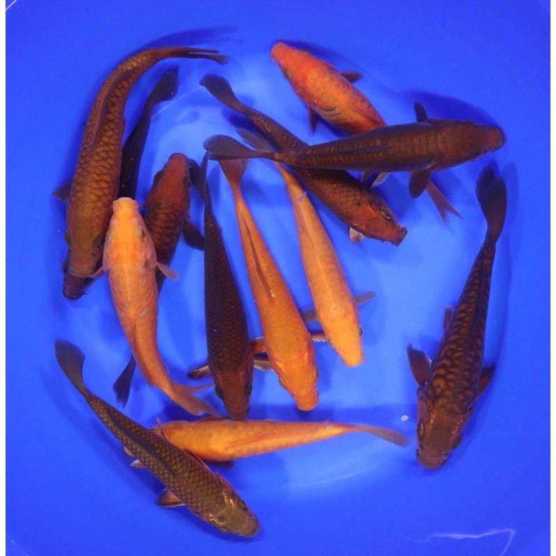 Chagoi Koi Mix 6-7"