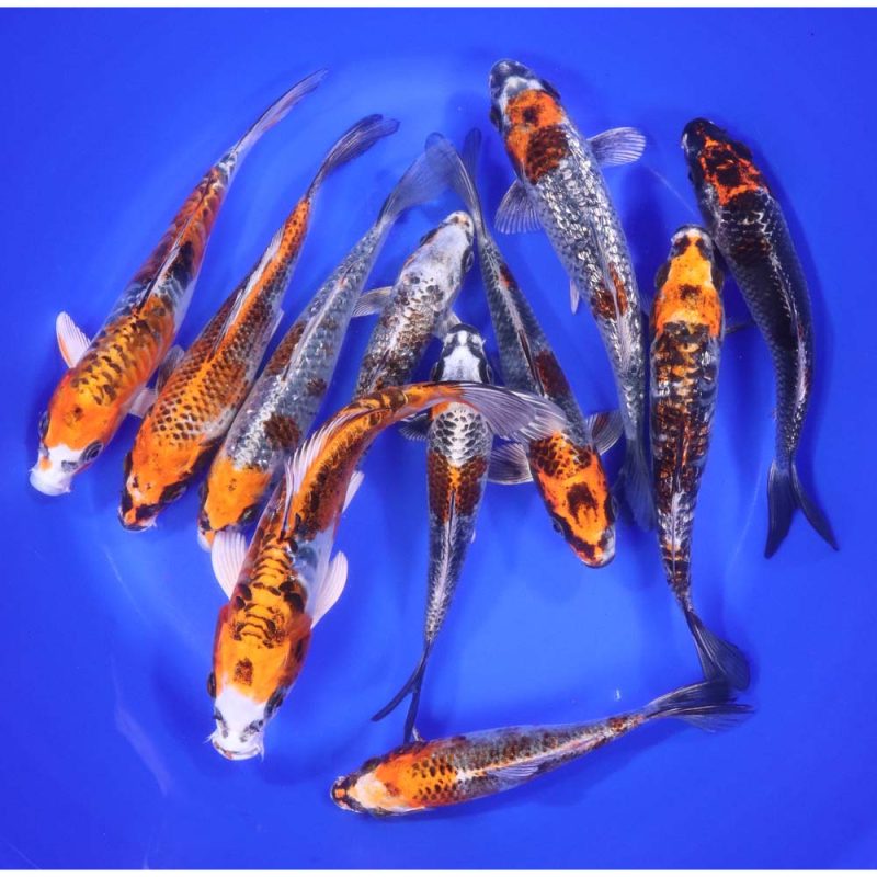 Kujaku Koi 6-7"