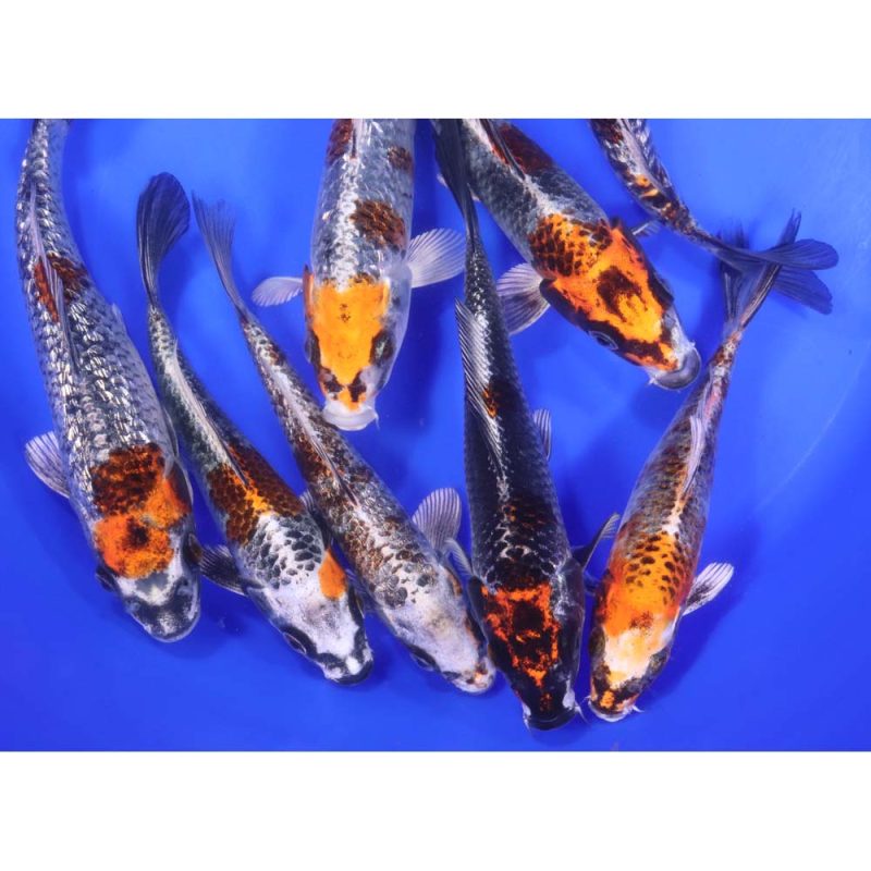 Kujaku Koi 6-7" - Image 2