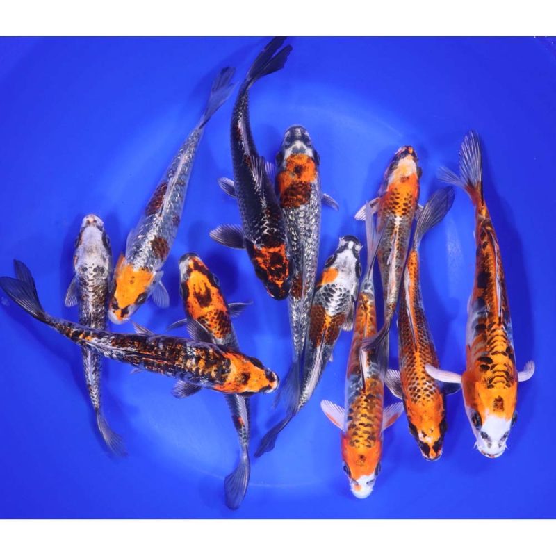 Kujaku Koi 6-7" - Image 5