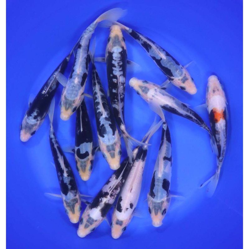 Kumonryu/Beni Kumonryu Koi Mix 6-7"