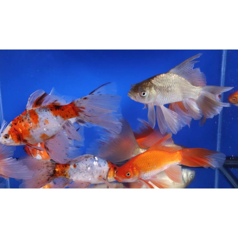 Mixed Bristol Fin Goldfish 6-7" - Image 5
