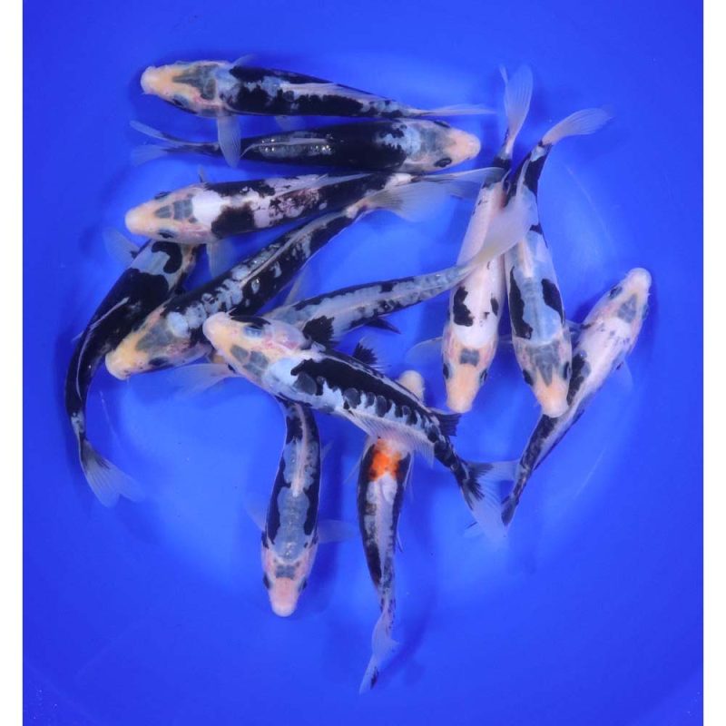 Kumonryu/Beni Kumonryu Koi Mix 6-7" - Image 2