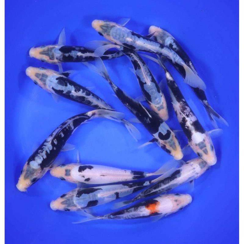 Kumonryu/Beni Kumonryu Koi Mix 6-7" - Image 4