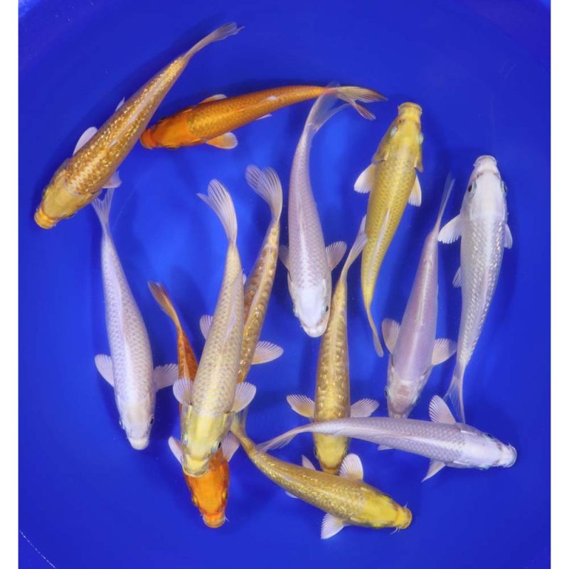 Ogon Koi Mix 6-7"