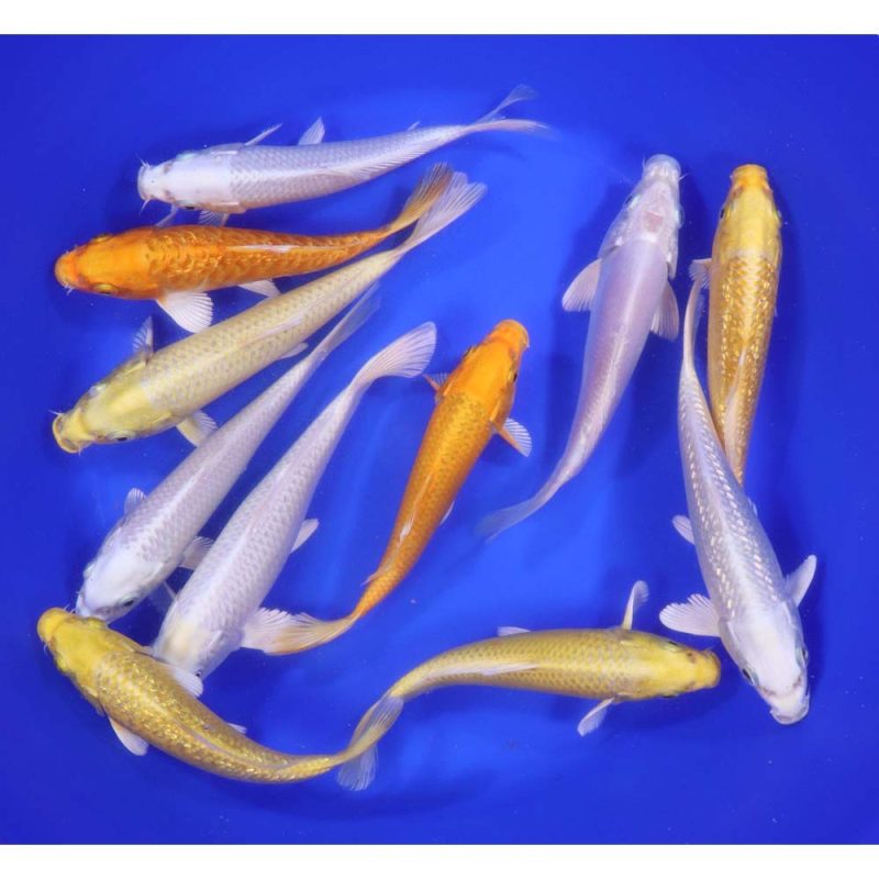 Ogon Koi Mix 6-7" - Image 2