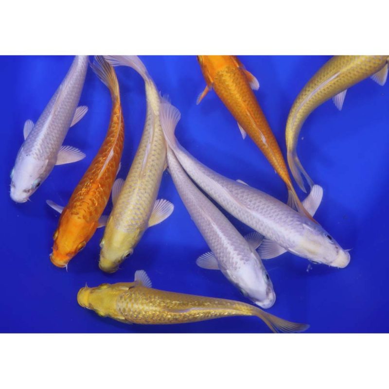 Ogon Koi Mix 6-7" - Image 3