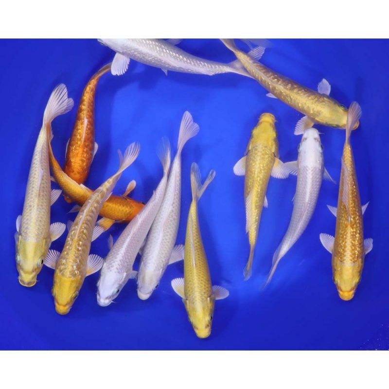 Ogon Koi Mix 6-7" - Image 4