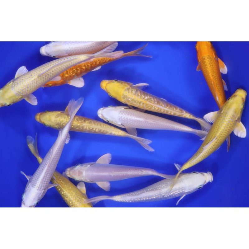 Ogon Koi Mix 6-7" - Image 5