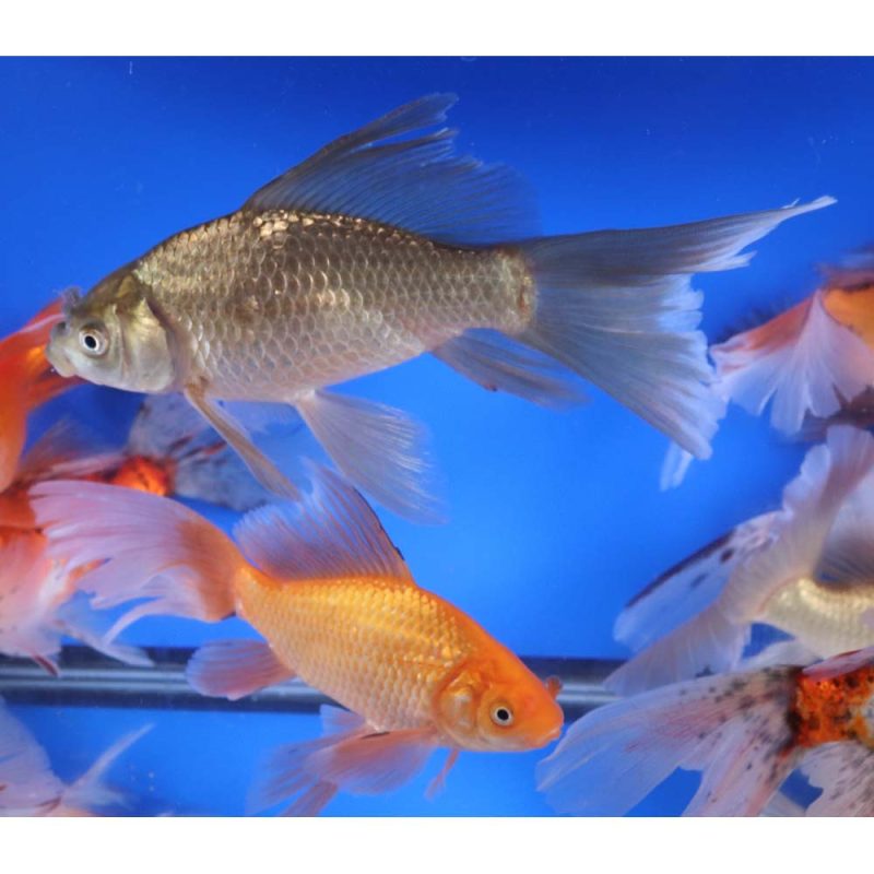 Mixed Bristol Fin Goldfish 6-7" - Image 6