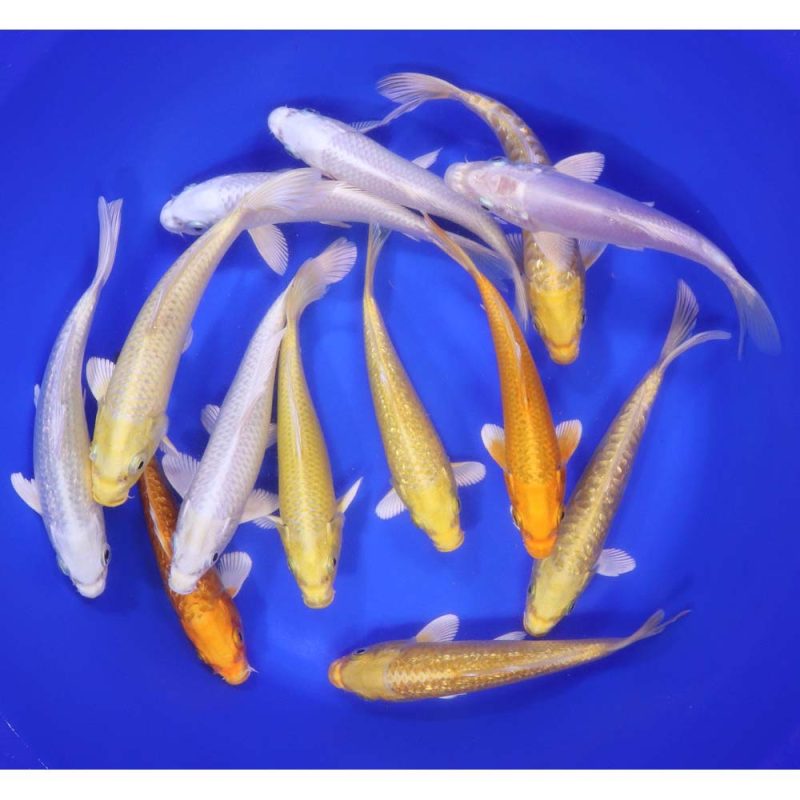 Ogon Koi Mix 6-7" - Image 6