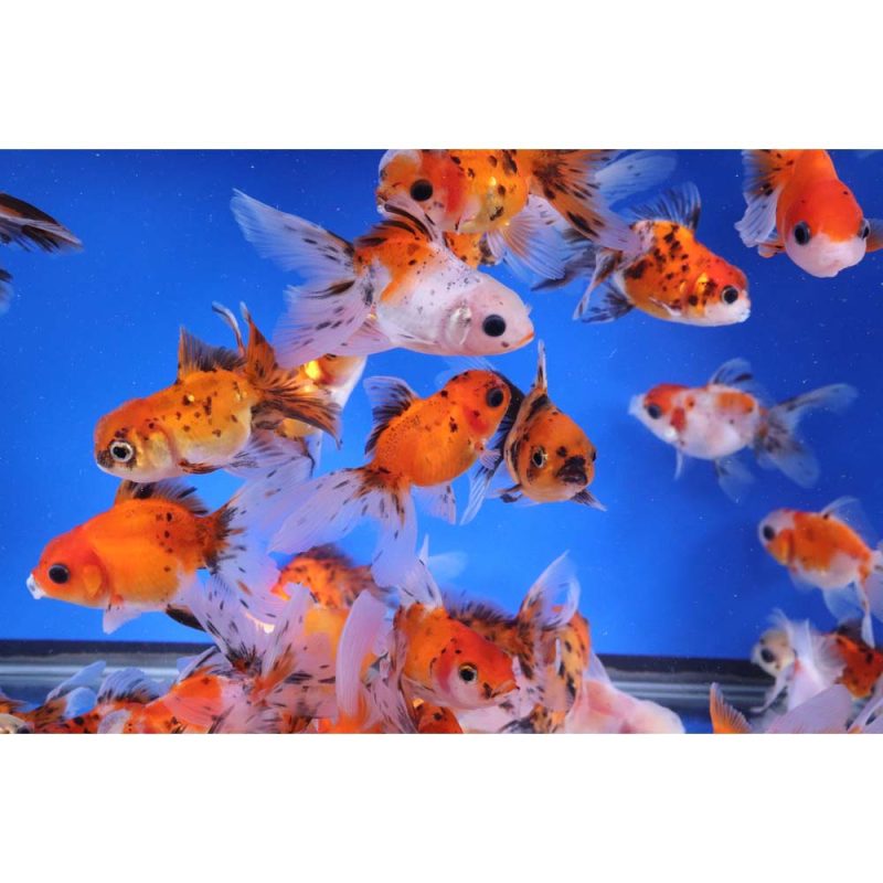 Calico Oranda Goldfish SM - Image 2
