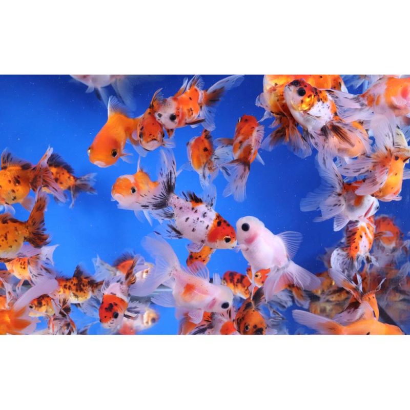 Calico Oranda Goldfish SM - Image 3