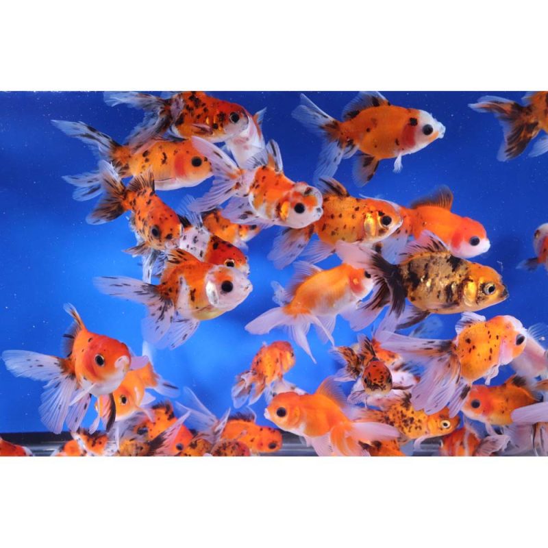 Calico Oranda Goldfish SM - Image 4