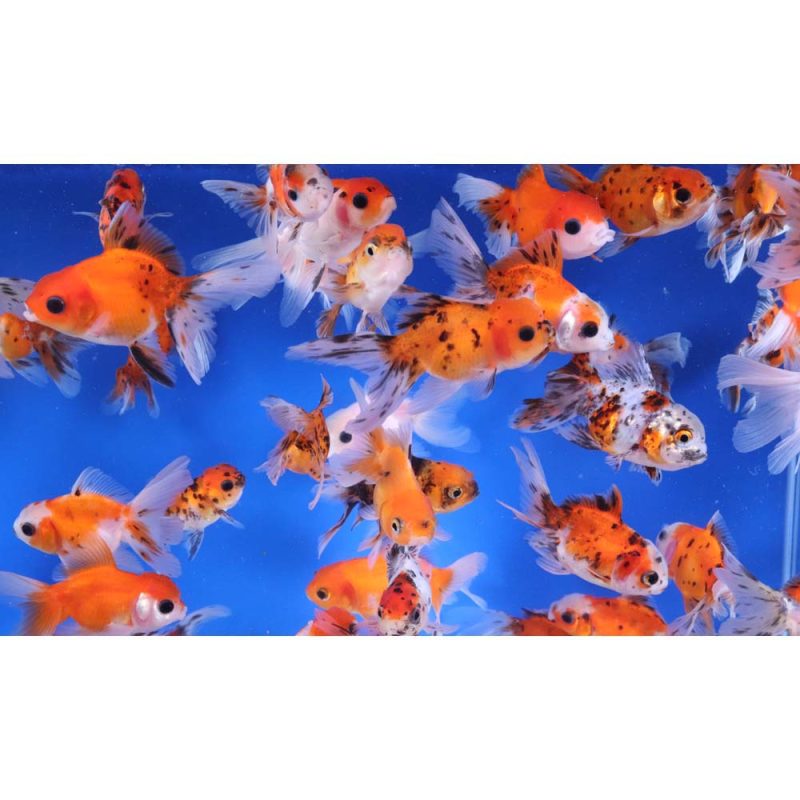 Calico Oranda Goldfish SM - Image 5