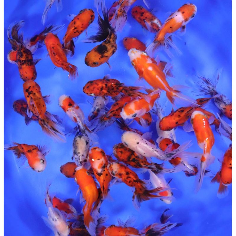 Calico Oranda Goldfish SM - Image 7