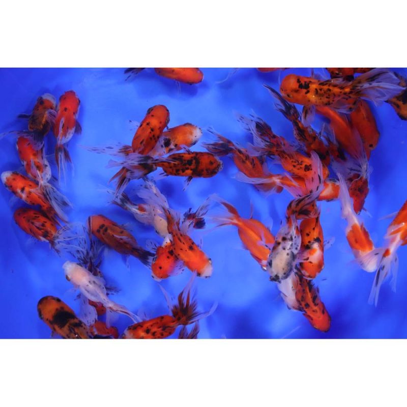 Calico Oranda Goldfish SM - Image 8