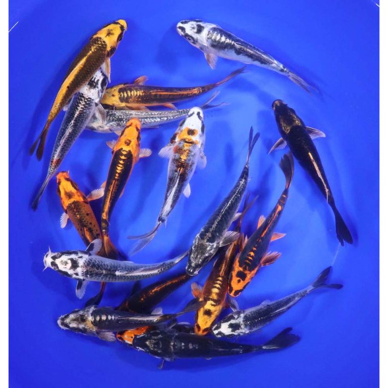 Skeleton Koi Mix 5-6" - Image 2