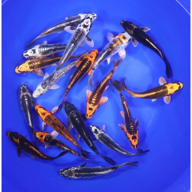 Skeleton Koi Mix 5-6" - Image 3