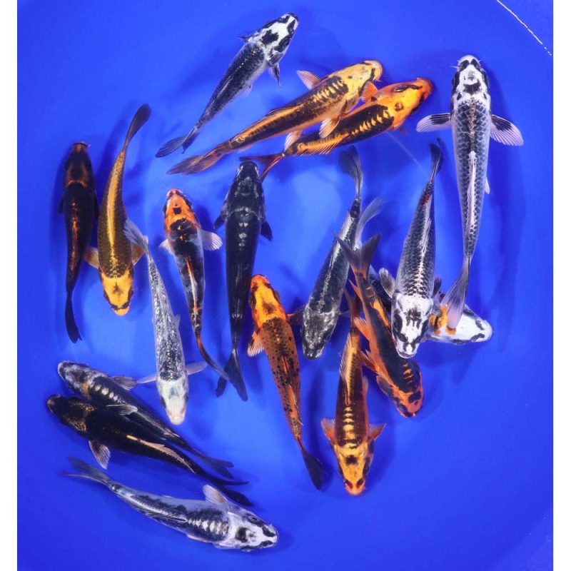 Skeleton Koi Mix 5-6" - Image 4