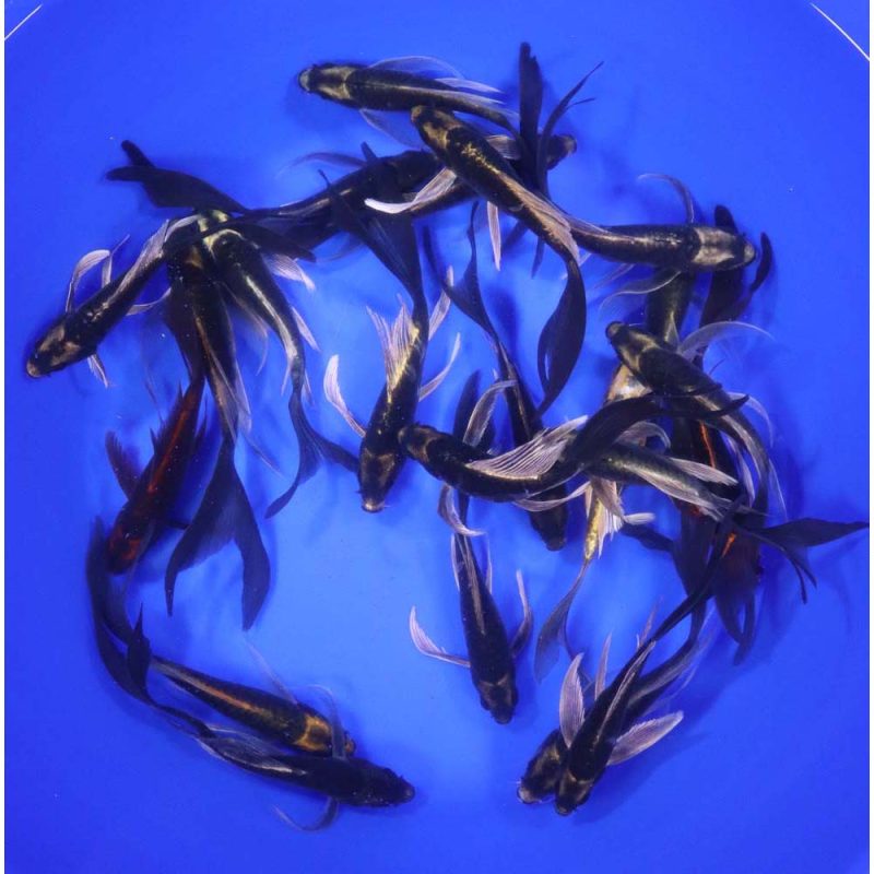 Kabuto Butterfly Koi 5-6" - Image 2