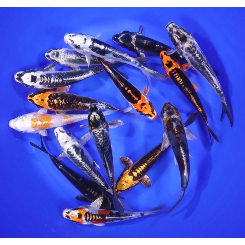 Skeleton Koi Mix 6-7" - Image 6