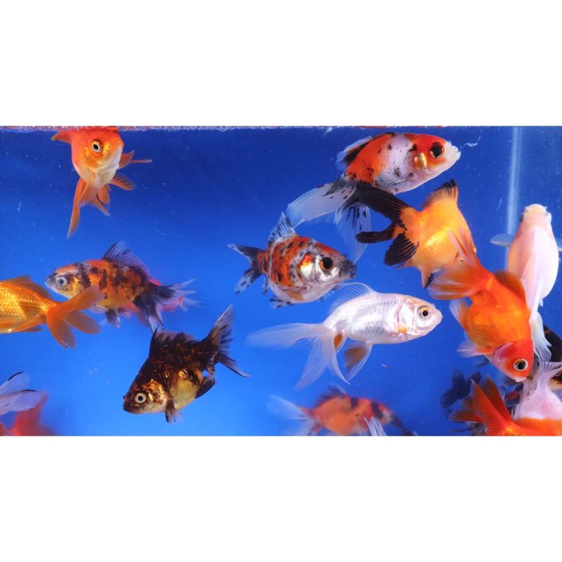 Mixed Ryukin Goldfish MD - Image 3