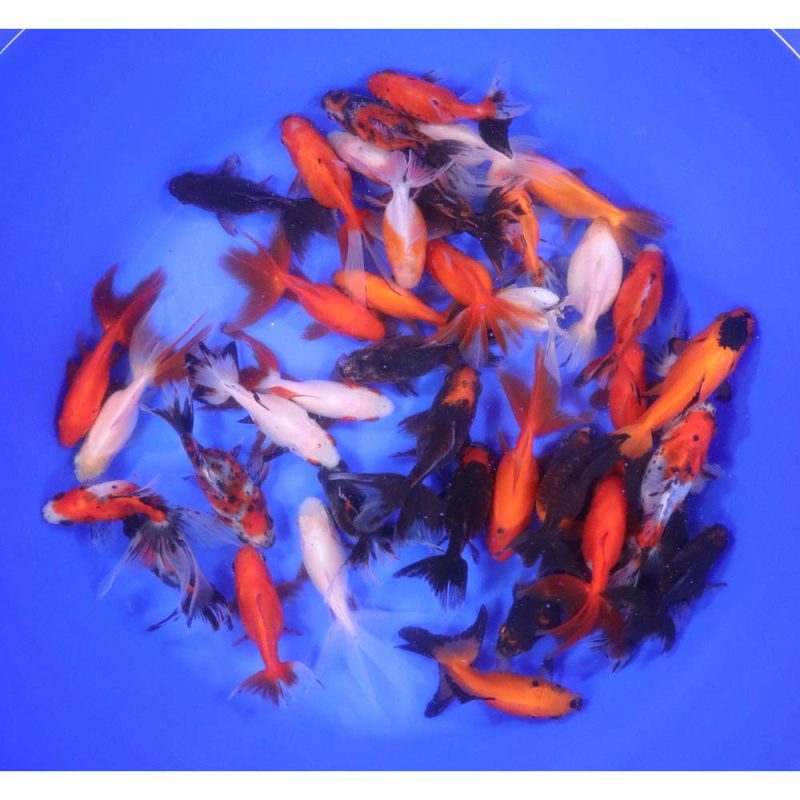 Mixed Ryukin Goldfish MD - Image 4