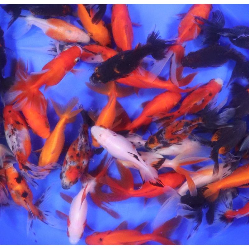 Mixed Ryukin Goldfish MD - Image 5