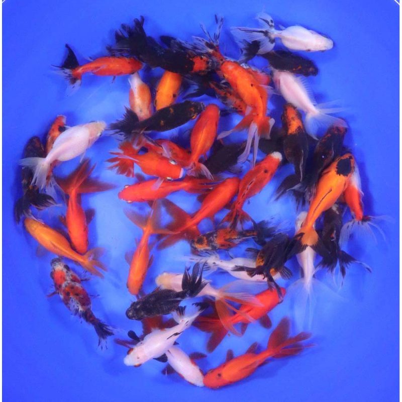 Mixed Ryukin Goldfish MD - Image 6