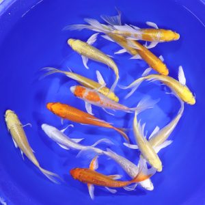 Sunshine Mix Butterfly Koi 6-7"