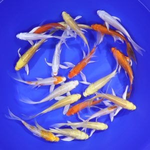 Sunshine Mix Butterfly Koi 5-6"