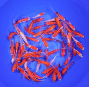 3-4" Sarasa Comet Goldfish from Blue Ridge Koi