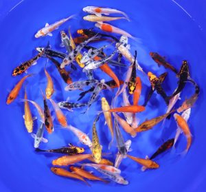 3-4" Standard Grade Koi from Blue Ridge Koi